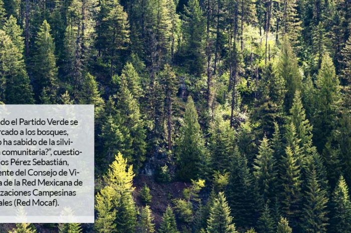 “¿Cuándo el PVEM se ha acercado a los bosques?” Iniciativa de Ley Forestal incendia a activistas