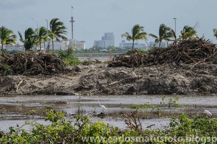 Exigen castigo y desaparición de Fonatur por destrucción de manglar Tajamar