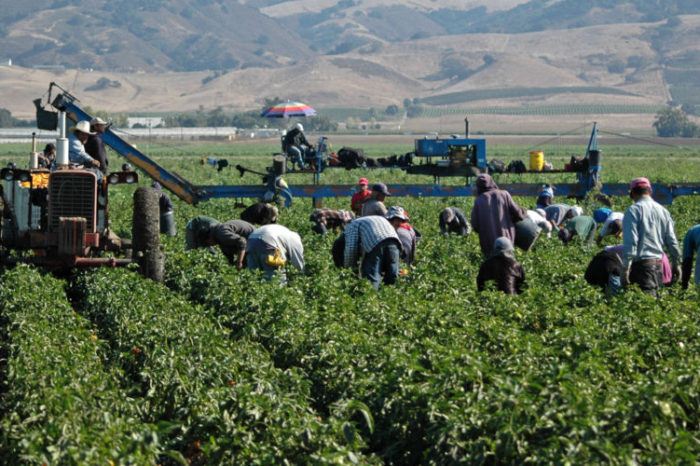 No hay voluntad para igualar salarios agrícolas de México con Estados Unidos y Canadá: Chapingo