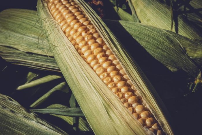 Sagarpa deberá informar sobre el caso de presunta piratería de maíz mixe en Oaxaca