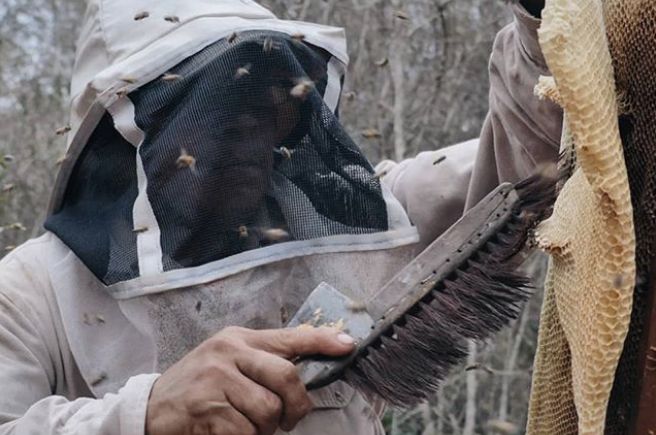 Exigen apicultores mayas declarar zona de emergencia en la península por mortandad de abejas y deforestación