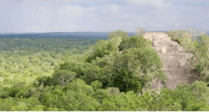 Por obra del Tren Maya, Fonatur planea derribar miles de árboles
